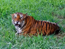 Kuvahaun tulos haulle tigers