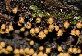 Attēlu rezultāti vaicājumam “Trichia longipalpis spores”