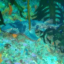 Image result for Cephaloscyllium laticeps