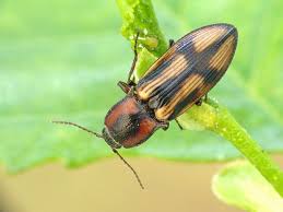 Attēlu rezultāti vaicājumam “Selatosomus cruciatus”