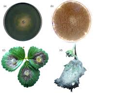 Attēlu rezultāti vaicājumam “Trichia botrytis spores”