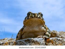 Attēlu rezultāti vaicājumam “Pseudepidalea viridis”