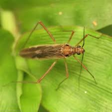 Attēlu rezultāti vaicājumam “Collaria sp.”