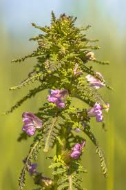 Attēlu rezultāti vaicājumam “Pedicularis palustris flower”