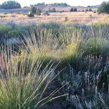 Attēlu rezultāti vaicājumam “Diderma roanense stalked”