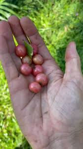 Attēlu rezultāti vaicājumam “Cynosurus cristatus fruit”