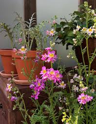 Image result for Schizanthus