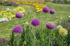 Image result for Zierlauch