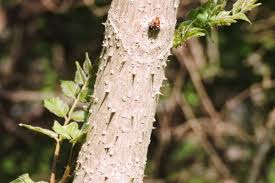 Attēlu rezultāti vaicājumam “Stemonitopsis aequalis (var. aequalis) stalked”
