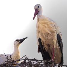 Attēlu rezultāti vaicājumam “Ciconia ciconia juvenile”