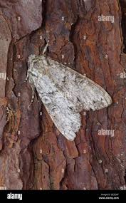 Attēlu rezultāti vaicājumam “Polia nebulosa”