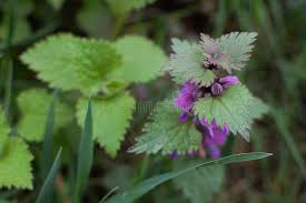 Attēlu rezultāti vaicājumam “Lamium purpureum leaf”