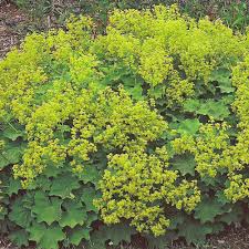 Attēlu rezultāti vaicājumam “Alchemilla subcrenata  flower”