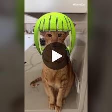 Image result for limecat