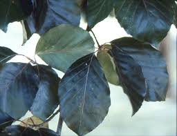 Attēlu rezultāti vaicājumam “Fagus sylvatica fo. purpurea leaf”