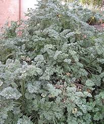 Image result for Artemisia absinthium