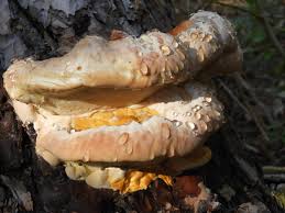 Attēlu rezultāti vaicājumam “Onnia tomentosa”