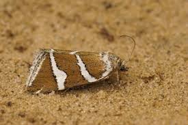 Attēlu rezultāti vaicājumam “Deltote bankiana”