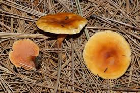 Attēlu rezultāti vaicājumam “Hygrophoropsis aurantiaca”