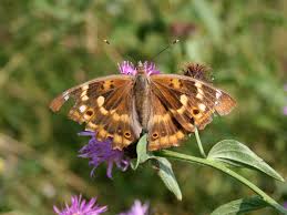 Attēlu rezultāti vaicājumam “Apatura iris female”