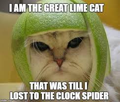 Image result for limecat