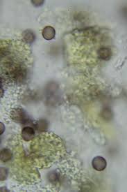 Attēlu rezultāti vaicājumam “Physarum gravidum stalked”