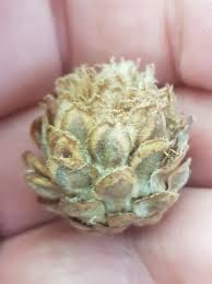 Attēlu rezultāti vaicājumam “Andricus foecundatrix”