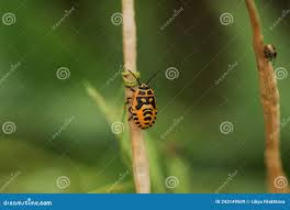 Attēlu rezultāti vaicājumam “Eurydema dominulus”