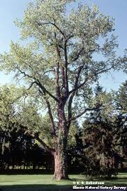 Attēlu rezultāti vaicājumam “Populus x petrowskyana”