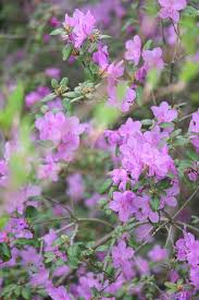Attēlu rezultāti vaicājumam “Rhododendron sichotense flower”