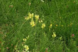 Attēlu rezultāti vaicājumam “Linaria loeselii fruit”