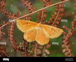 Attēlu rezultāti vaicājumam “Angerona prunaria”