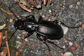 Attēlu rezultāti vaicājumam “Pterostichus aethiops”