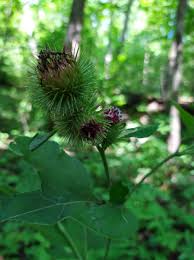 Attēlu rezultāti vaicājumam “Arctium nemorosum”