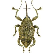 Attēlu rezultāti vaicājumam “Curculionidae”