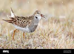 Image result for Calidris melanotos