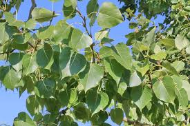 Attēlu rezultāti vaicājumam “Populus x gileadensis”