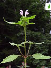 Attēlu rezultāti vaicājumam “Galeopsis tetrahit”