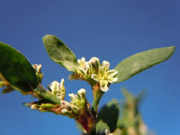 Attēlu rezultāti vaicājumam “Polygonum aviculare flower”