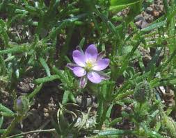 Attēlu rezultāti vaicājumam “Spergularia rubra”