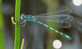 Attēlu rezultāti vaicājumam “Coenagrion armatum male”