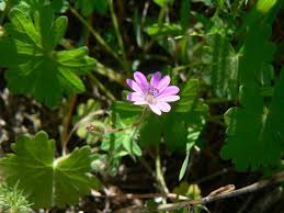 Attēlu rezultāti vaicājumam “Geranium molle”