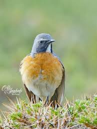 Image result for Irania gutturalis