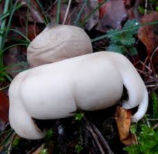 Attēlu rezultāti vaicājumam “Geastrum fimbriatum”
