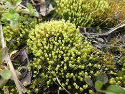 Attēlu rezultāti vaicājumam “Physcomitrium pyriforme sporophyte”