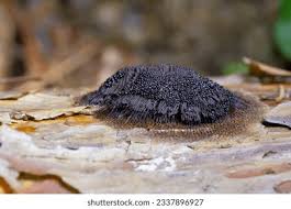 Attēlu rezultāti vaicājumam “Stemonitis fusca young”