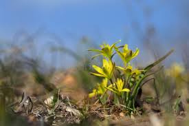 Attēlu rezultāti vaicājumam “Gagea pratensis flower”