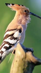 Attēlu rezultāti vaicājumam “Upupa epops adult”