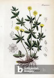 Attēlu rezultāti vaicājumam “Potentilla erecta”