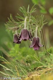 Attēlu rezultāti vaicājumam “Pulsatilla pratensis”